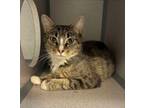 Adopt Papaya a Domestic Short Hair