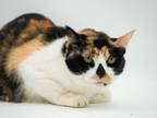 Adopt Annie - SPONSORED a Domestic Short Hair