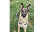 Adopt BC a German Shepherd Dog