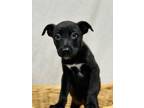 Adopt Athena a German Shepherd Dog