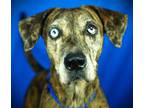 Adopt Dottie a Catahoula Leopard Dog, Mixed Breed