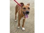 Adopt Rosemary a Mixed Breed