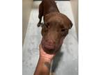 Adopt Candy a Pit Bull Terrier, Mixed Breed