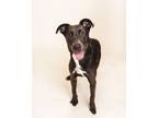Adopt Andromeda a Labrador Retriever, Collie