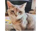 Adopt Sparkles a Domestic Short Hair, Tabby