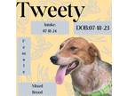 Adopt Tweety a Mixed Breed