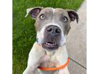Adopt Livvy a American Staffordshire Terrier