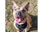 Adopt Marina a American Staffordshire Terrier