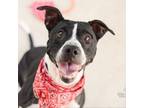 Adopt Holly a American Staffordshire Terrier