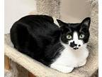 Adopt Saki a Domestic Short Hair