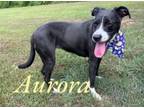 Adopt Aurora 124000 a Labrador Retriever, Mixed Breed