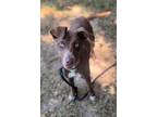 Adopt Hershey a Husky, Mixed Breed