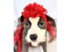 Adopt Frack a American Staffordshire Terrier, Mixed Breed