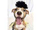 Adopt Frannie a American Staffordshire Terrier, Mixed Breed