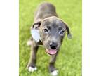 Adopt Fizzle a American Staffordshire Terrier, Mixed Breed