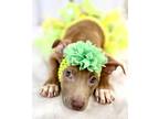 Adopt Frick a American Staffordshire Terrier, Mixed Breed