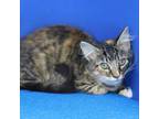 Adopt Tiki 073007S a Domestic Short Hair