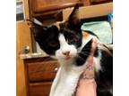 Adopt Shelly 071239S a Domestic Short Hair