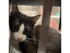 Adopt Alba 070209S a Domestic Short Hair