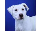 Adopt Phoebe- 032501S a Labrador Retriever
