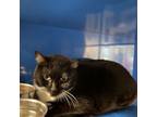 Adopt Nyx- 053112S a Domestic Short Hair