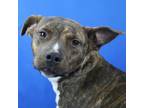 Adopt Green Tea 070301S a Pit Bull Terrier