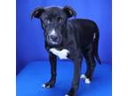 Adopt Kenzie- 032821S a Labrador Retriever