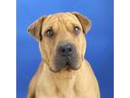 Adopt BonBon- 052102S a Shar-Pei