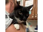 Adopt Ruby 071204S a Domestic Short Hair