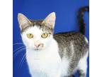 Adopt Millie 071210S a Domestic Short Hair