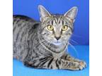 Adopt Alexandria 071901S a Domestic Short Hair