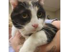 Adopt Gertie - 070208S a Domestic Short Hair