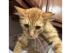 Adopt Macey 071802S a Domestic Short Hair