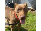 Adopt Honey Bun "Louise" 072307S a Pit Bull Terrier