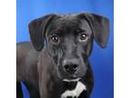 Adopt Caelan- 072401S-2 a Labrador Retriever, Border Collie