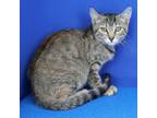 Adopt B.B 062101S a Domestic Short Hair