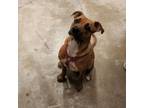 Adopt Graham - 080705S-2 a Pit Bull Terrier