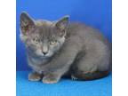 Adopt Sassy- 061111S a Domestic Short Hair