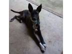 Adopt Mimi 062601S a Feist