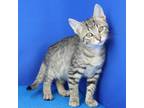 Adopt Wild Roses 070213S a Domestic Short Hair