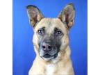 Adopt Plant-041301S a Labrador Retriever