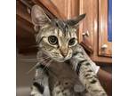Adopt Shy Girl 071205S a Domestic Short Hair