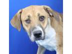 Adopt Kylie - 071003S a Beagle