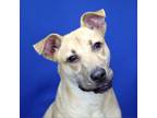 Adopt Paxillus- 073007S-2 a Black Labrador Retriever
