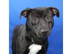 Adopt Charlie 062503S a Black Labrador Retriever, Terrier
