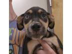 Adopt Piglet 080204S a Rottweiler