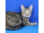Adopt Trixie 071209S a Domestic Short Hair