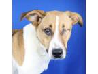 Adopt Sloan- 032309S a Hound, Pointer
