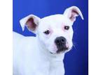 Adopt Molly- 032502S a Labrador Retriever
