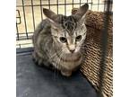 Adopt Bonnie 071228S a Domestic Long Hair